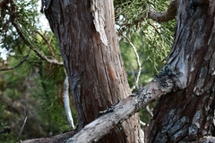 Athrotaxis cupressoides