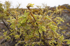 Sophora denudata
