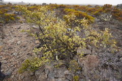Sophora denudata