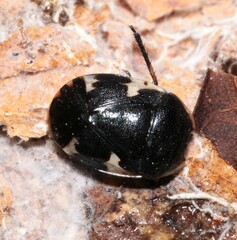 Tritomegas sexmaculatus