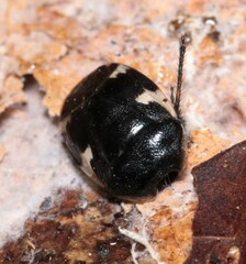 Tritomegas sexmaculatus