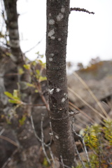 Sophora denudata