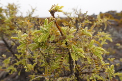 Sophora denudata