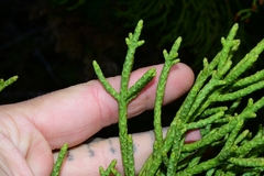 Athrotaxis cupressoides