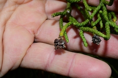 Athrotaxis cupressoides