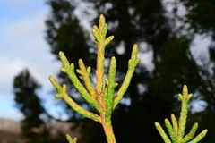Athrotaxis cupressoides