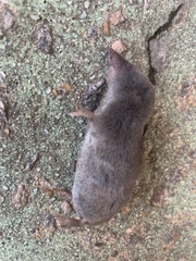 Blarina carolinensis