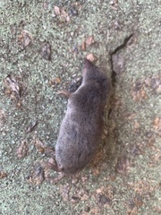 Blarina carolinensis