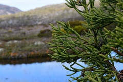 Athrotaxis cupressoides