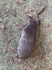 Blarina carolinensis