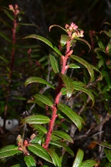Gaultheria hispida