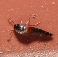 Sepedophilus marshami