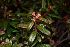 Gaultheria hispida
