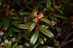 Gaultheria hispida