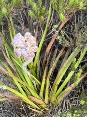 Dilatris pillansii
