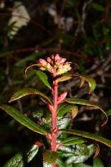 Gaultheria hispida