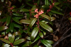 Gaultheria hispida