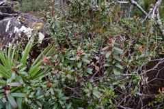 Gaultheria hispida