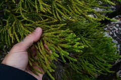 Athrotaxis × laxifolia