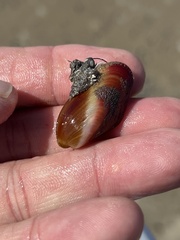 Modiolus americanus