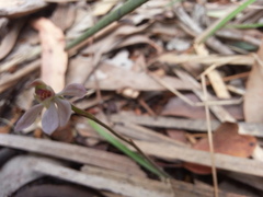 Caladenia prolata