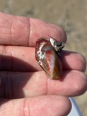 Modiolus americanus