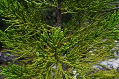 Athrotaxis × laxifolia