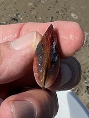 Modiolus americanus