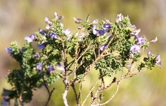 Psoralea aculeata