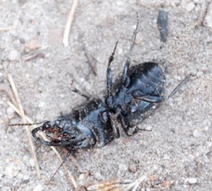 Pachyodontus languidus