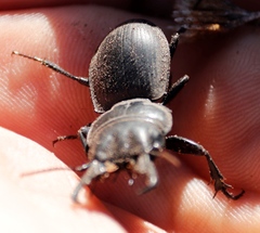 Pachyodontus languidus