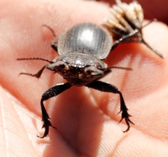 Pachyodontus languidus