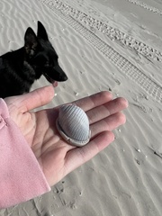 Semicassis granulata