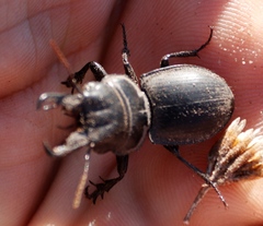 Pachyodontus languidus