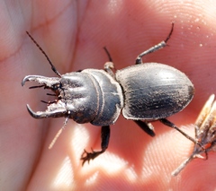 Pachyodontus languidus