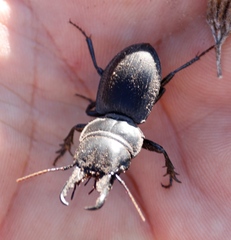 Pachyodontus languidus