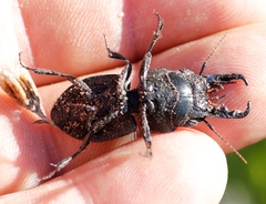 Pachyodontus languidus