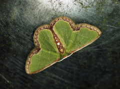 Synchlora cupedinaria