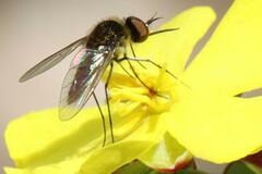 Bombyliidae