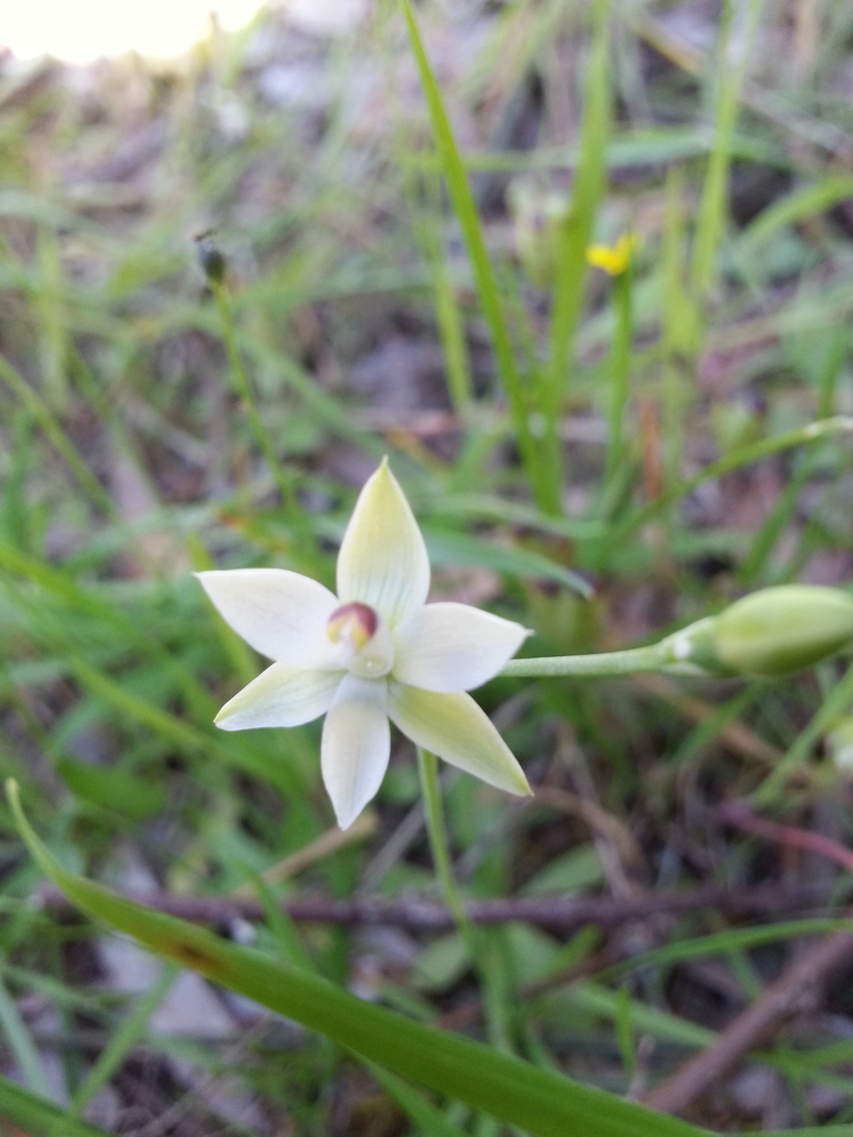 Thelymitra albiflora