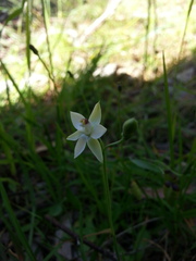 Thelymitra albiflora