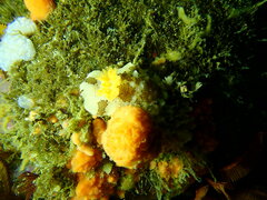 Mandelia mirocornata