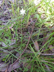 Thelymitra albiflora