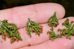 Pherosphaera hookeriana