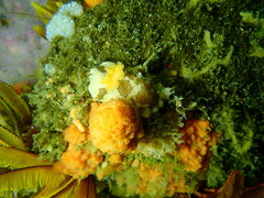 Mandelia mirocornata