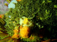 Mandelia mirocornata