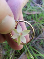 Thelymitra albiflora