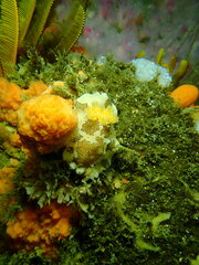 Mandelia mirocornata