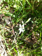 Thelymitra albiflora