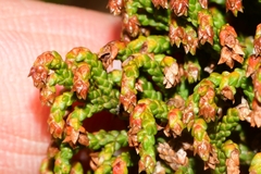 Pherosphaera hookeriana